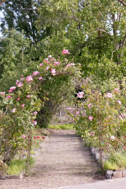 Gül kaplı bir kemeri olan büyüleyici bahçe yolu.