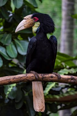 Rangkong Bird one of the Indonesian Papuan birds clipart