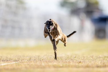 Kırbaç Koşu Pisti Hızlı Koşu Köpek Sporu