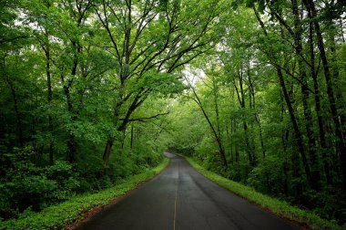 Yağmurdan sonra yemyeşil bir ormanda dolambaçlı bir yol.