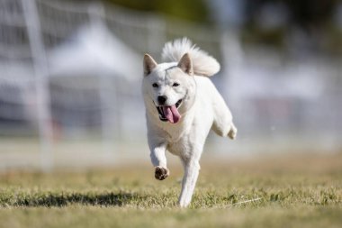 Hokkaido Koşu Koşu Pisti Koşu Köpek Sporu