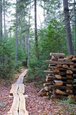 Wooden trail winding through a lush forest clipart