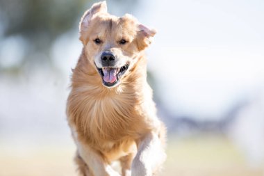 Golden Retriever Koşu Alanı Koşu Alanı Köpek Sporu