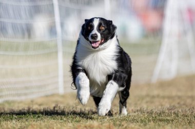 Avustralyalı Çoban Köpeği Koşu Pistinde Koşu Köpek Sporu