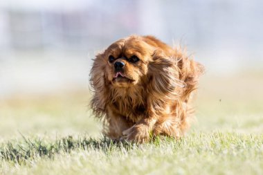 Şövalye Kral Charles Spaniel Koşu Alanı Koşu Pisti Hızlı Köpek Sporu