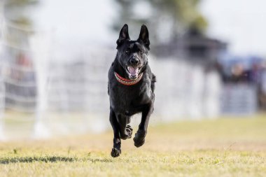 Alman Çoban Köpeği Yem Pistinde Koşu Köpek Sporu