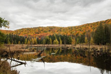 Serene Gölü 'ne bakan Renkli Düşen Ağaçlar