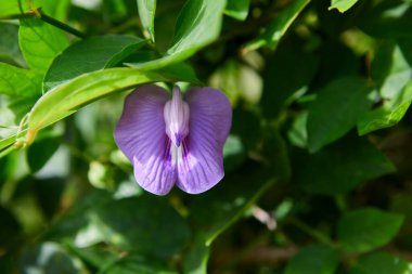 Mor Centrosema Pubescens Benth 'in yakın çekim görüntüsü. çiçek