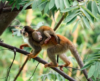 Anne ve bebek sincap maymunu Kosta Rika 'da ağaç dalında.