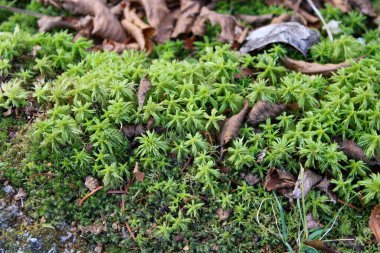 Maine 'deki Makro Sphagnum Moss fotoğrafı