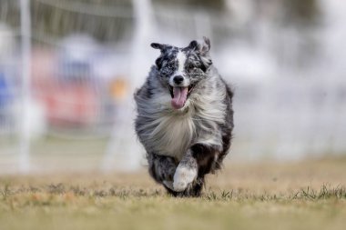 Avustralyalı Çoban Köpeği Koşu Pistinde Koşu Köpek Sporu