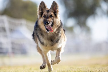 Shiloh Shepherd Koşu Pisti Hızlı Koşu Köpek Sporu