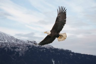 Kel Kartal Açık Gök Altındaki Karlı Dağların Üzerinde Yükseliyor