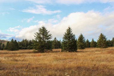 Balsam fir trees sitting in an open field surrounded by blue skies clipart