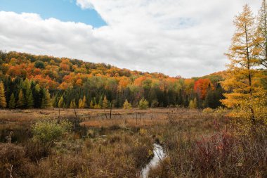 Dolu Renkli Sonbahar Bataklığı