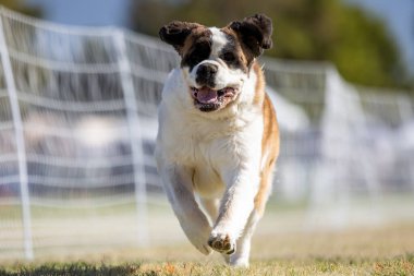 Saint Bernard Koşu Pisti Koşu Pisti Köpek Sporu