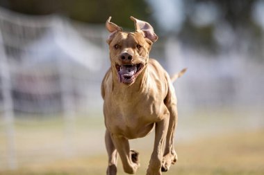 Rodezya Sırt Sırtı Koşu Pisti Hızlı Koşu Köpek Sporu