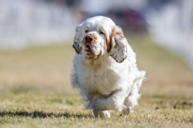 Muslukçu Spaniel Koşu Pistinde Koşan Hızlı Köpek Sporu