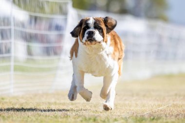 Saint Bernard Koşu Pisti Koşu Pisti Köpek Sporu