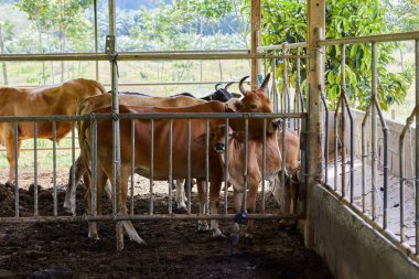 İnek ağılında duran