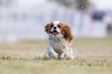 Şövalye Kral Charles Spaniel Koşu Alanı Koşu Pisti Hızlı Köpek Sporu