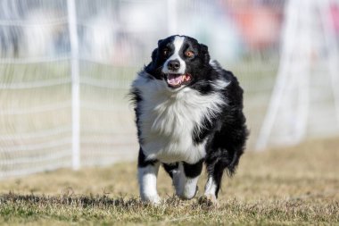 Avustralyalı Çoban Köpeği Koşu Pistinde Koşu Köpek Sporu