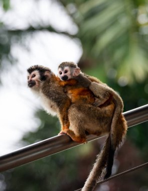 Kosta Rika 'da bebekli sincap maymunu yakında..