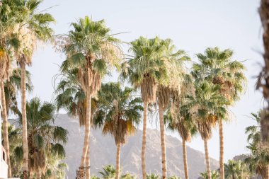Uzun palmiye ağaçları, güneşli Palm Springs 'te bir dağ zemininde sallanıyor.