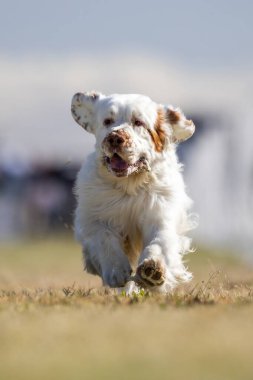 Muslukçu Spaniel Koşu Pistinde Koşan Hızlı Köpek Sporu
