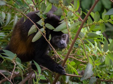 Kosta Rika 'da ağaç yaprakları arasında oturan uluyan maymuna yakın..