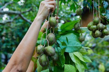 Kırpılmış eller dalda yahudilerin eriklerini topluyor..