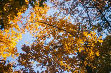 Sonbaharda Ormanın Altın Sonbahar Yaprak Renkleri