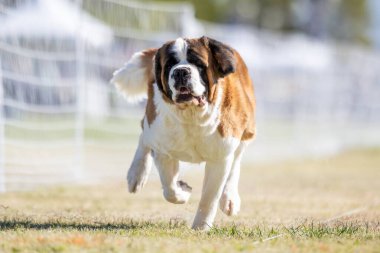 Saint Bernard Koşu Pisti Koşu Pisti Köpek Sporu