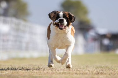 Saint Bernard Koşu Pisti Koşu Pisti Köpek Sporu