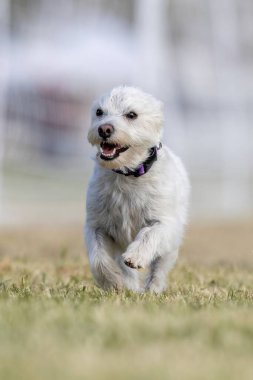 Batı Highland Beyaz Teriyeri Koşu Pistinde Koşan Hızlı Köpek Sporu