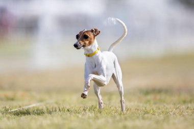 İtalyan Greyhound Iggy Koşu Pistinde Koşan Hızlı Köpek Sporu