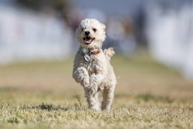 Oyuncak Kaniş Koşu Pisti Hızlı Köpek Sporu