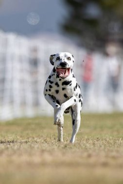 Siyah ve Beyaz Dalmaçyalı Koşu Koşu Pisti Hızlı Köpek Sporu