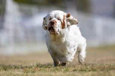 Muslukçu Spaniel Koşu Pistinde Koşan Hızlı Köpek Sporu