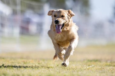 Golden Retriever Koşu Alanı Koşu Alanı Köpek Sporu