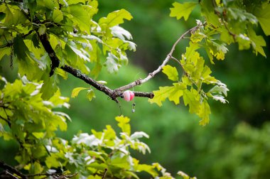 Bir balık oltası ve kanca yeşil yaprakların arasında bir ağaç dalına dolanmış.