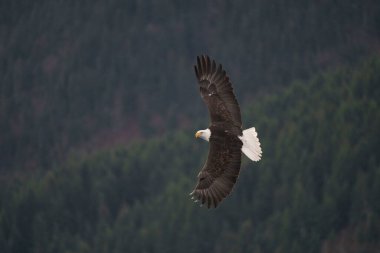 Görkemli Kel Kartal Uçan Ormanın Üzerinde Yükseliyor