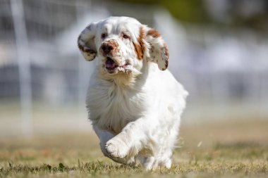 Muslukçu Spaniel Koşu Pistinde Koşan Hızlı Köpek Sporu