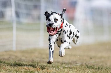 Siyah ve Beyaz Dalmaçyalı Koşu Koşu Pisti Hızlı Köpek Sporu