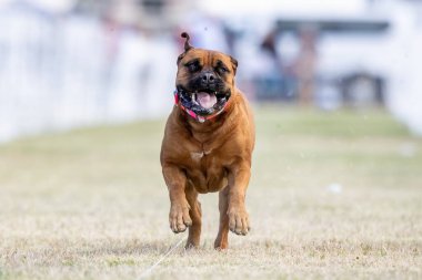 Bull Mastiff Koşu Pistinde Koşan Hızlı Köpek Sporu