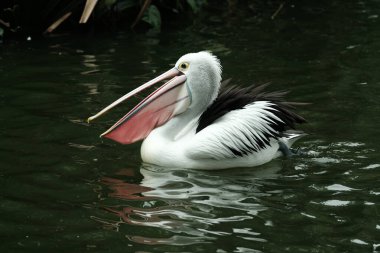 Avustralya Pelikanı gölette banyo yapıyor