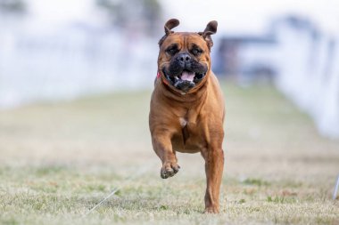 Bull Mastiff Koşu Pistinde Koşan Hızlı Köpek Sporu