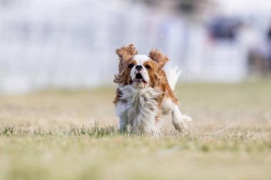 Şövalye Kral Charles Spaniel Koşu Alanı Koşu Pisti Hızlı Köpek Sporu