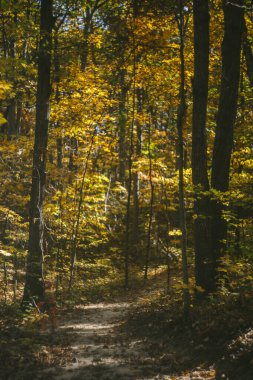 Sonbaharda Ormanın Altın Sonbahar Yaprak Renkleri
