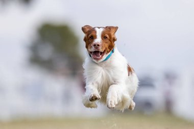 Brittany Spaniel Koşu Pistinde Koşan Hızlı Köpek Sporu